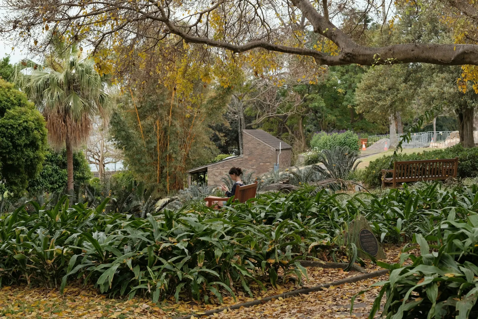 A person sitting on a bench among palms and garden beds in the Royal Botanic Garden, Sydney